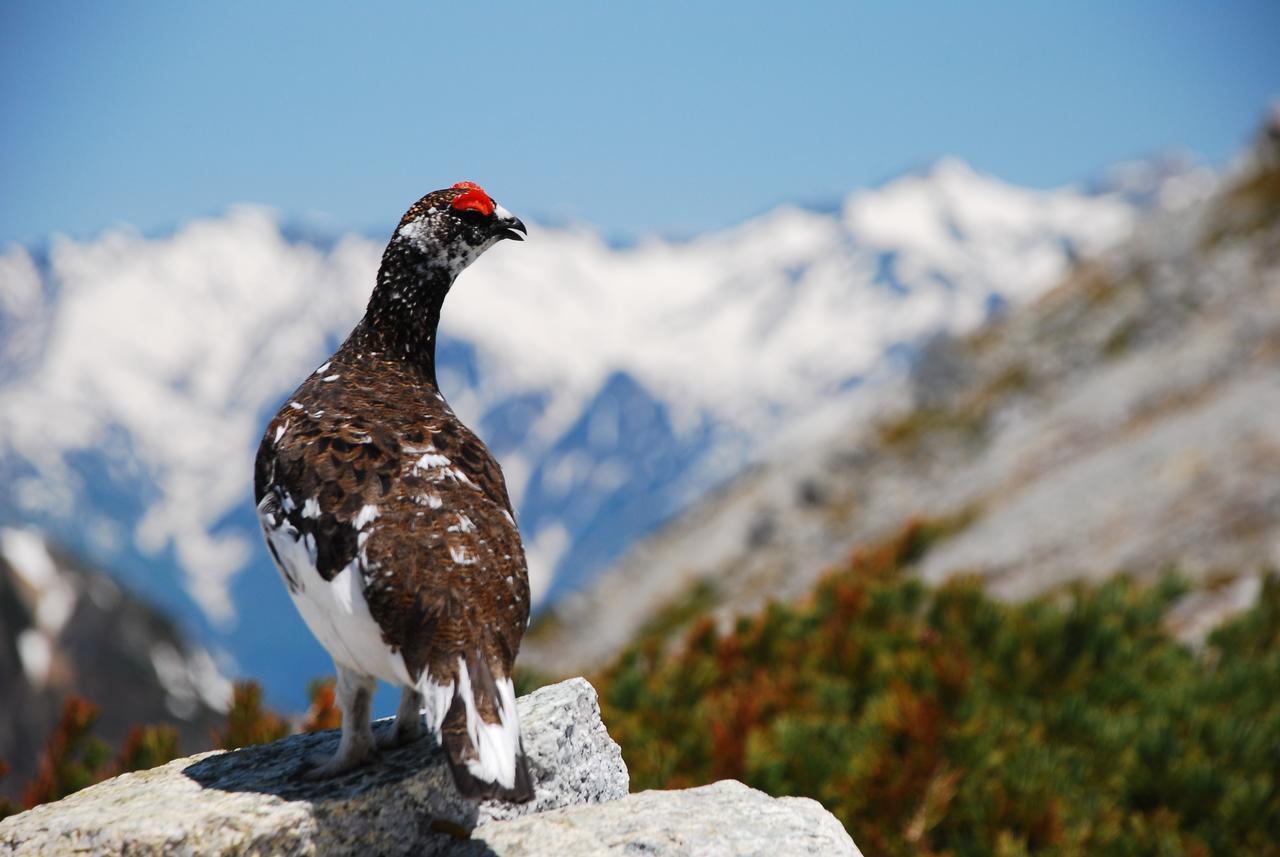 Tateyama Kogen Hotel Toyama Zewnętrze zdjęcie